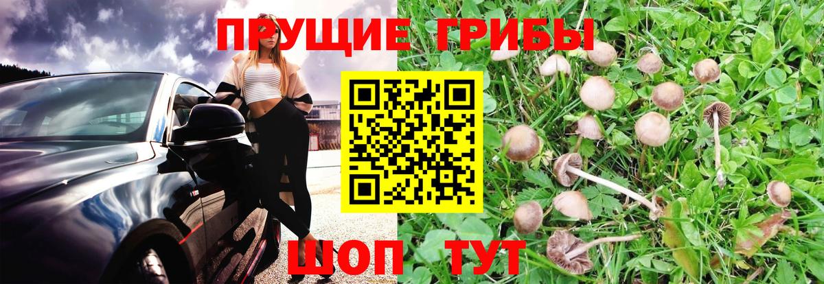 Магадан  Псилоцибиновые грибы прущие грибы  Галлюциногенные грибы Psilocybe  даркнет сайт  Вход с VPN 